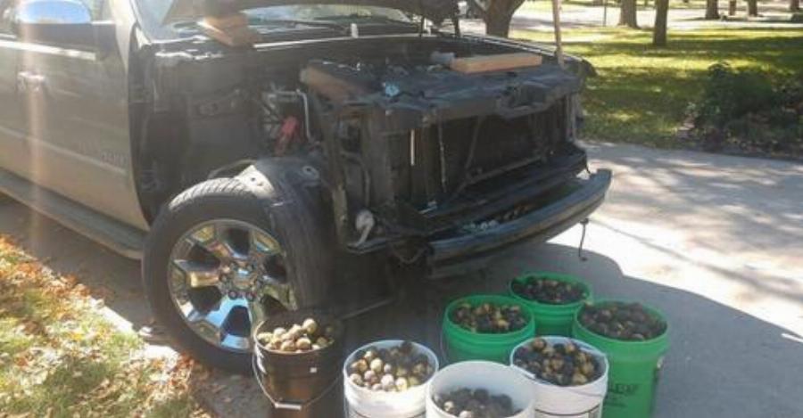 Απίστευτο: Σκίουρος αποθήκευσε σε αγροτικό 160 κιλά καρύδια σε τέσσερις μέρες