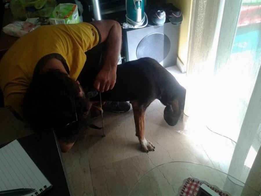 Βασίλης Τζιγκούρας: Ο Έλληνας υδραυλικός που βοηθάει τα ανάπηρα σκυλάκια να ξαναπερπατήσουν