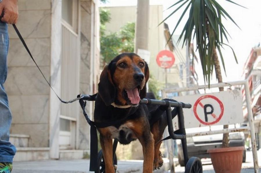Βασίλης Τζιγκούρας: Ο Έλληνας υδραυλικός που βοηθάει τα ανάπηρα σκυλάκια να ξαναπερπατήσουν