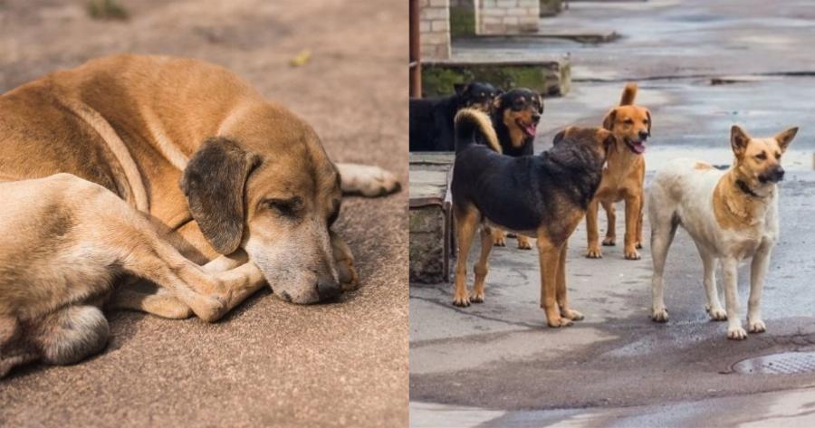 Kάθειρξη έως και 10 έτη για όποιον θανατώνει ή βασανίζει ζώο