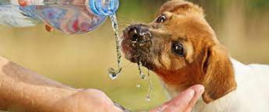 Kάθειρξη έως και 10 έτη για όποιον θανατώνει ή βασανίζει ζώο