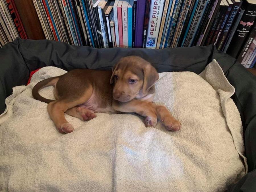 Στάθης Παναγιωτόπουλος: Υιοθέτησε ένα κουταβάκι που είχε βρεθεί στα σκουπίδια στις Σέρρες