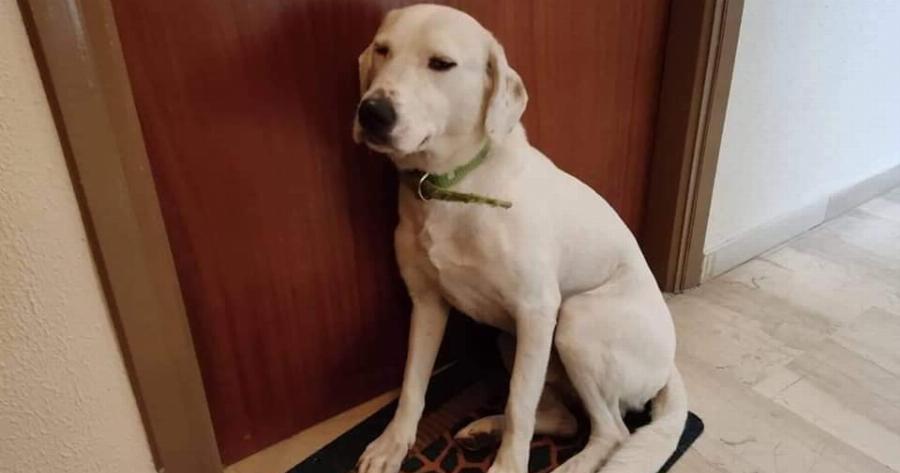 Μετακόμισαν και παράτησαν τον σκύλο τους στην εξώπορτα να τους περιμένει