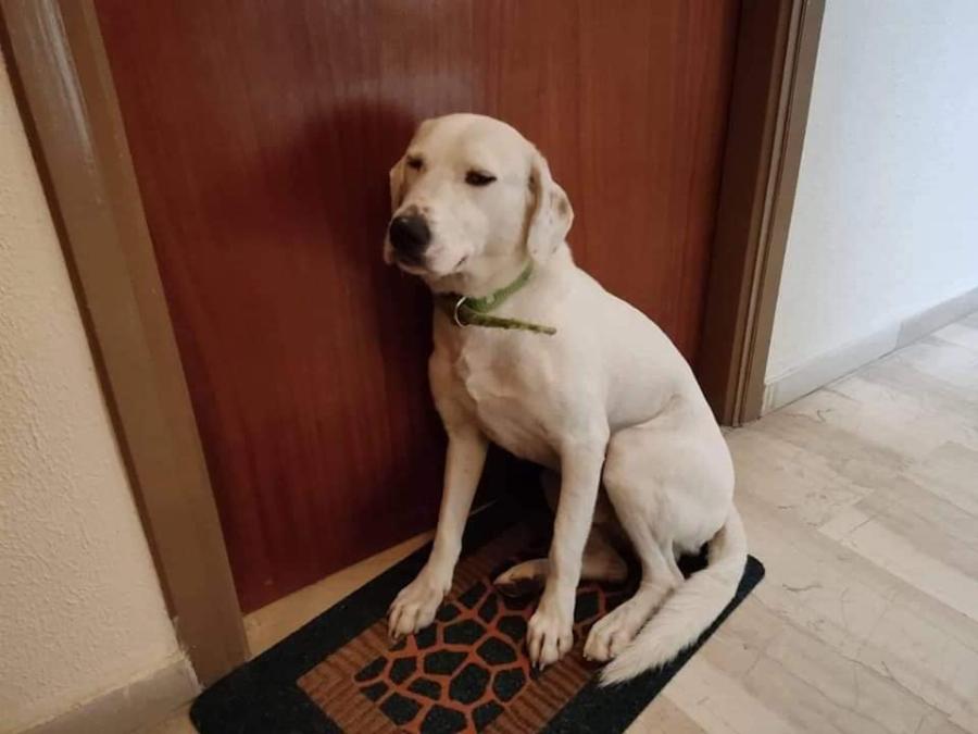 Μετακόμισαν και παράτησαν τον σκύλο τους στην εξώπορτα να τους περιμένει