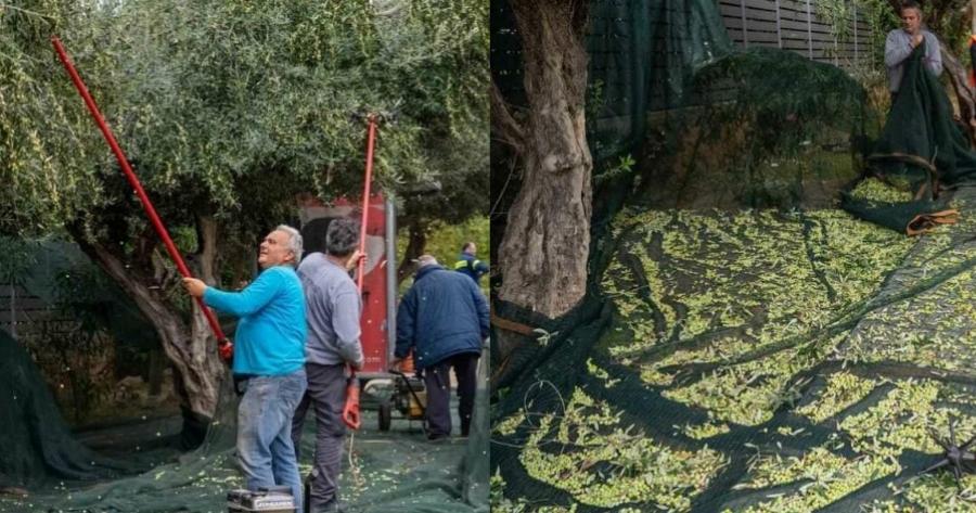 Γλυφάδα: Κάνουν λιομάζωμα στους δρόμους και βγάζουν ελαιόλαδο