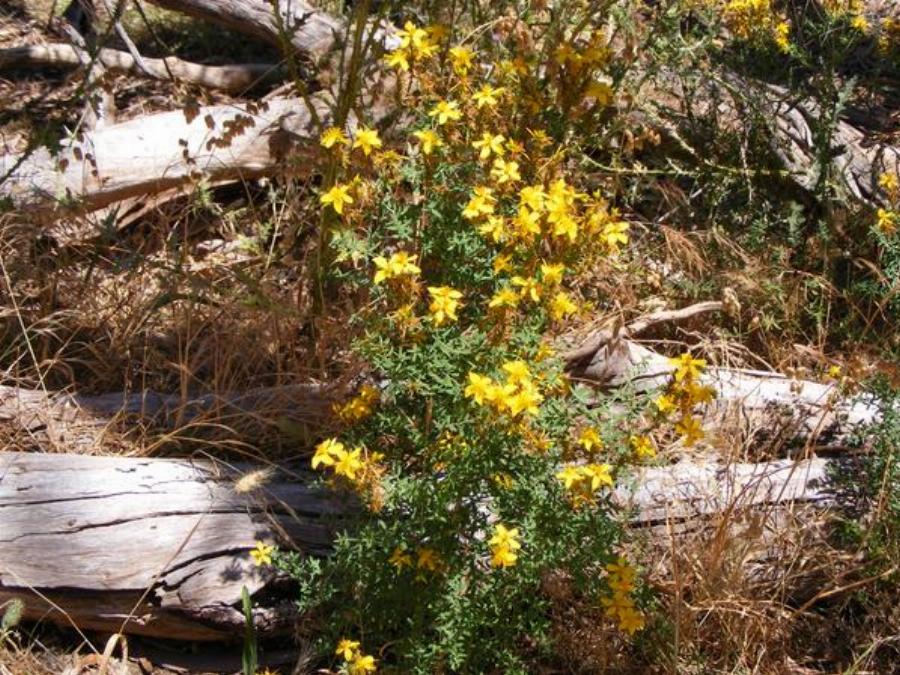 Σπαθόχορτο ή Βαλσαμόχορτο: Οι ευεργετικές ιδιότητες – Τρόποι χρήσης και θεραπευτικές συνταγές