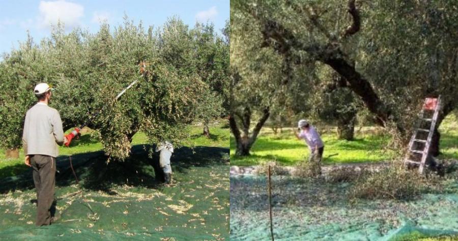 39χρονος: Πέθανε ξαφνικά την ώρα που μάζευε ελιές