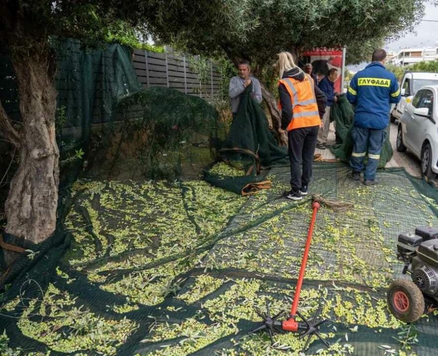 Γλυφάδα: Κάνουν λιομάζωμα στους δρόμους και βγάζουν ελαιόλαδο