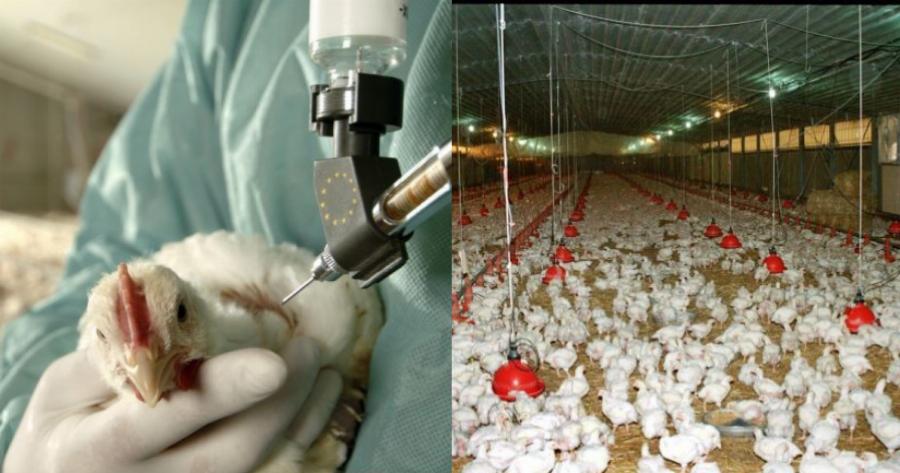 Συναγερμός στην Ευρώπη: Ραγδαία εξάπλωσης της γρίπης των πτηνών – Μεταδίδεται και στον άνθρωπο