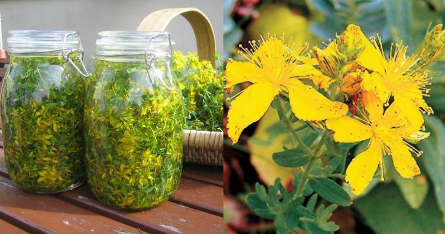 Σπαθόχορτο ή Βαλσαμόχορτο: Οι ευεργετικές ιδιότητες – Τρόποι χρήσης και θεραπευτικές συνταγές