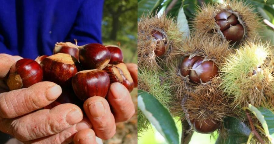 Κάστανα: Ο σωστός τρόπος καθαρισμού, τα ευεργετικά οφέλη και όσα προκαλεί η υπερβολική κατανάλωση