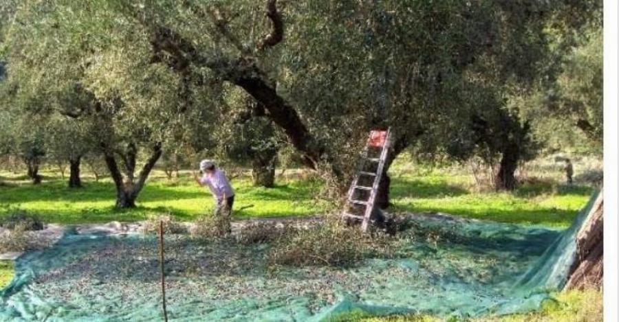 39χρονος: Πέθανε ξαφνικά την ώρα που μάζευε ελιές
