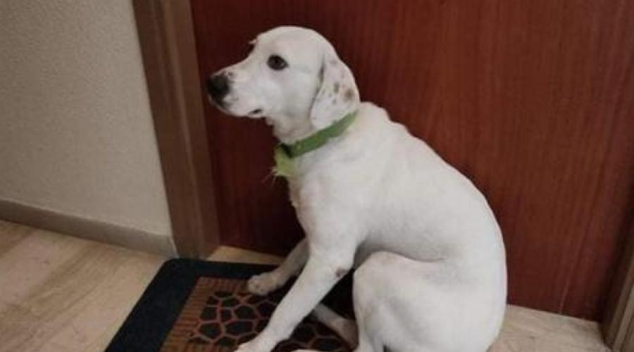 Μετακόμισαν και παράτησαν τον σκύλο τους στην εξώπορτα να τους περιμένει