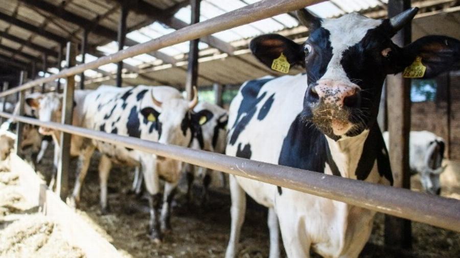 “Ο άντρας μου έγινε κτηνοτρόφος και μυρίζει τόσο που δεν τον αντέχω στο κρεβάτι. Να χωρίσω;”