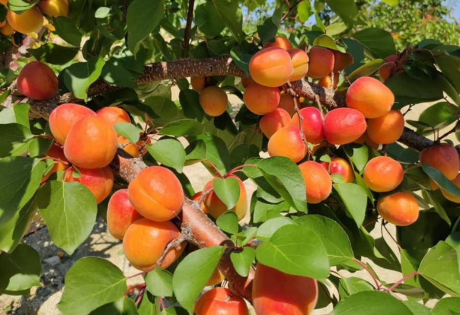 Βερίκοκα: Είναι πηγή μακροζωίας και συμβάλλουν στην πρόληψη ορισμένων μορφών καρκίνου