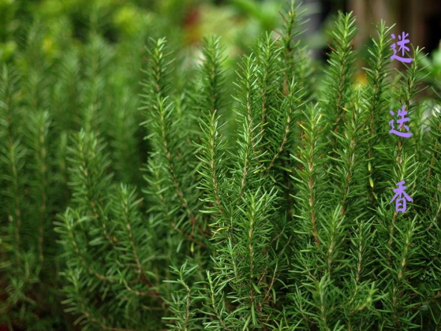 Δεντρολίβανο: Πως να καλλιεργήσετε το θαυματουργό βότανο μόνοι σας