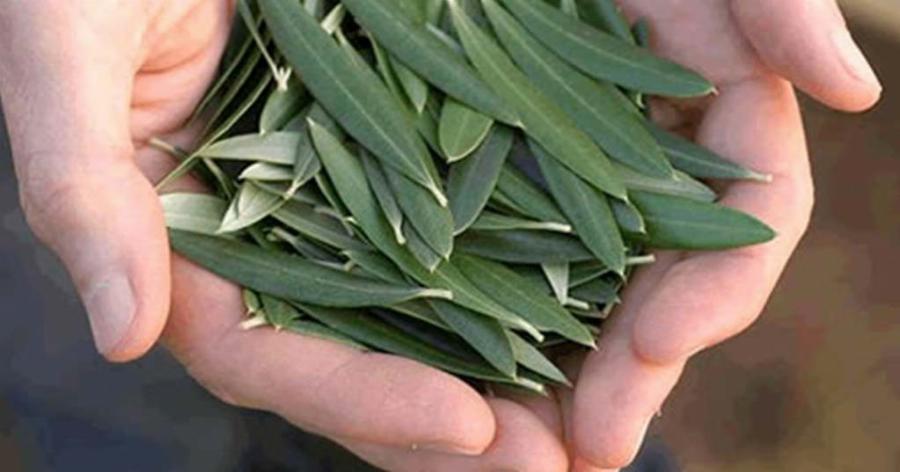 Το ταπεινό φύλλο που αποτρέπει εγκεφαλικό επεισόδιο, υπέρταση, διαβήτη, αλτσχάιμερ και όχι μόνο