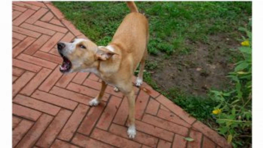 Γαβγίζει ο σκύλος σε ώρες κοινής ησυχίας; Ετοιμαστείτε να πληρώσετε πρόστιμο