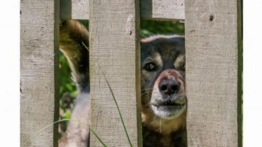 Γαβγίζει ο σκύλος σε ώρες κοινής ησυχίας; Ετοιμαστείτε να πληρώσετε πρόστιμο