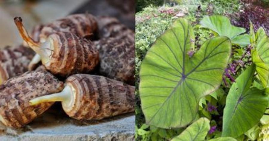 Κολοκάσι: Η άγνωστη υπετροφή της Ικαρίας, το μεγάλο μυστικό της μακροζωίας των κατοίκων του νησιού