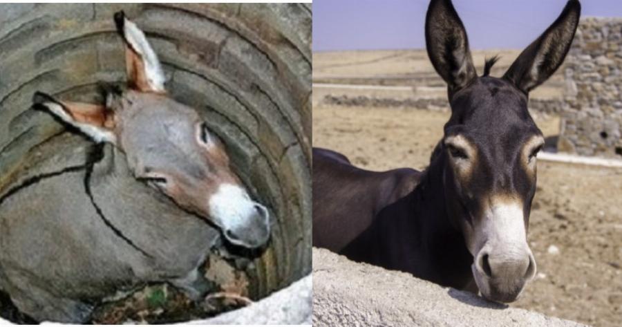 Η ιστορία του γαϊδάρου: Την διαβάζεις σε 2 λεπτά και ωφελεί τη ζωή σου