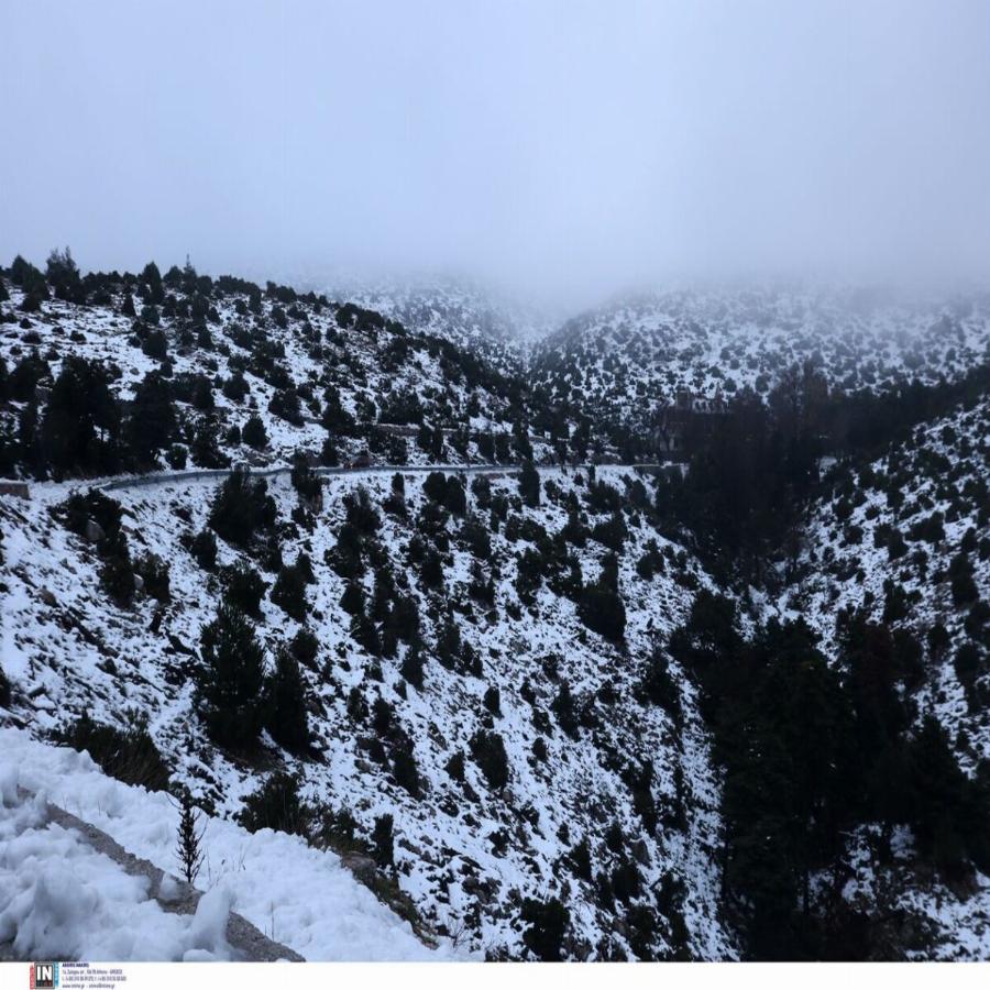 Ελάφια στην Πάρνηθα: Εντυπωσιακές εικόνες από το χιονισμένο τοπίο