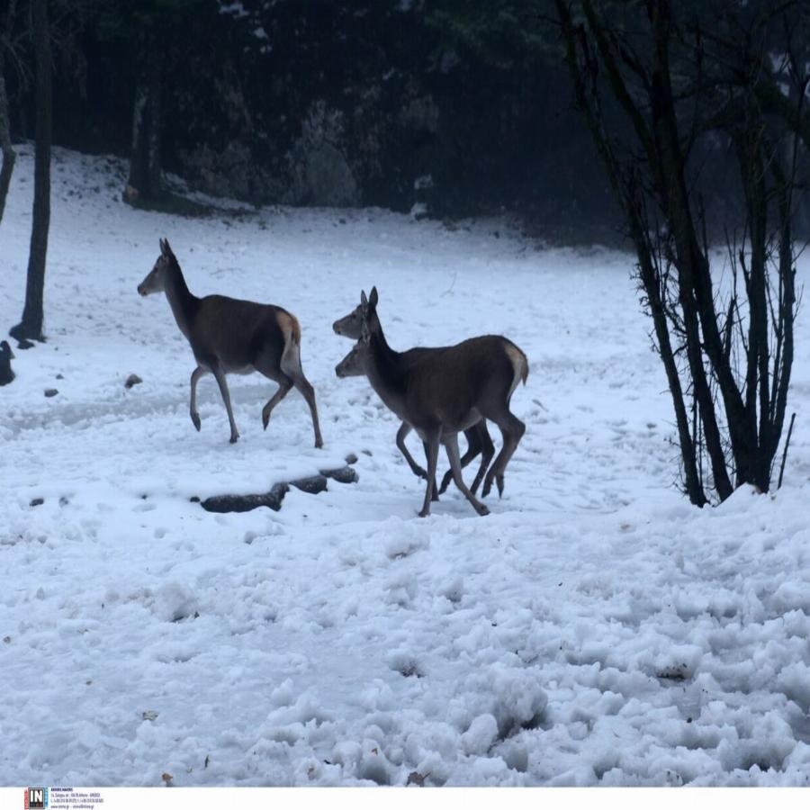 Ελάφια στην Πάρνηθα: Εντυπωσιακές εικόνες από το χιονισμένο τοπίο