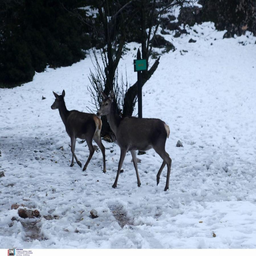 Ελάφια στην Πάρνηθα: Εντυπωσιακές εικόνες από το χιονισμένο τοπίο