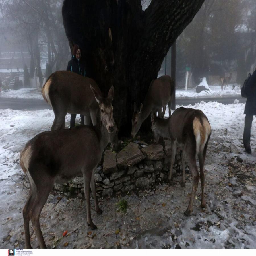Ελάφια στην Πάρνηθα: Εντυπωσιακές εικόνες από το χιονισμένο τοπίο