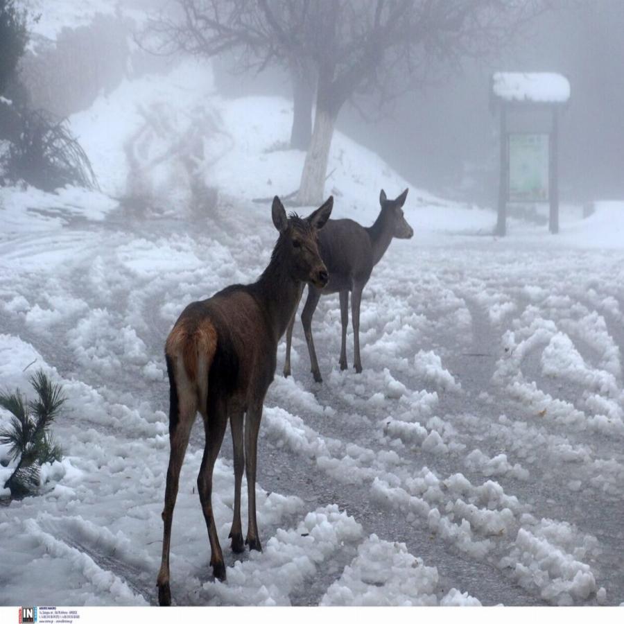Ελάφια στην Πάρνηθα: Εντυπωσιακές εικόνες από το χιονισμένο τοπίο