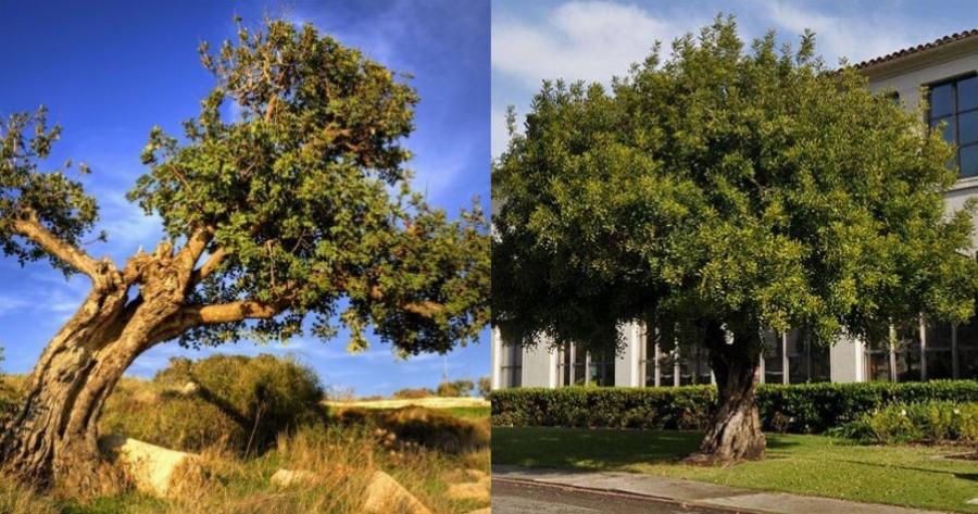 Χαρουπιά: To άγνωστο για πολλούς δέντρο της Ελλάδας με τις πολύτιμες ιδιότητες