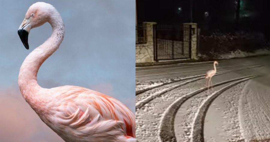Φλαμίνγκο «έκοβε» βόλτες μέσα στο χιόνι στον Άγιο Νικόλαο Ευρυτανίας