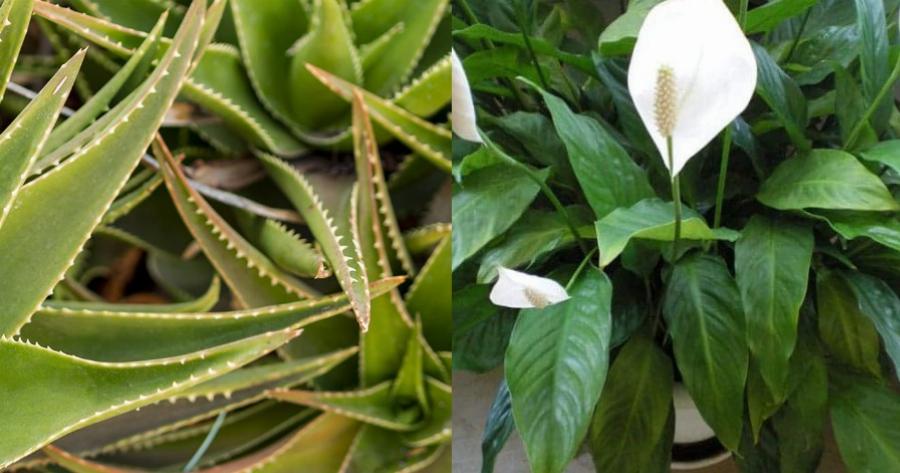 Παράγουν οξυγόνο και καθαρίζουν τις σκόνες και τις τοξίνες του αέρα – Tα φυτά – βόμβες οξυγόνου