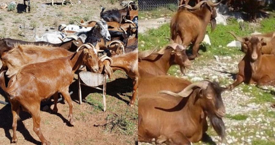 Ακόμα μια πρωτιά: Η Ελλάδα είναι πρώτη στην Ευρώπη σε πληθυσμό γιδιών