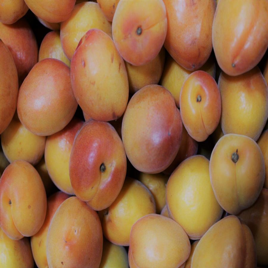 Βερίκοκα: Είναι πηγή μακροζωίας και συμβάλλουν στην πρόληψη ορισμένων μορφών καρκίνου