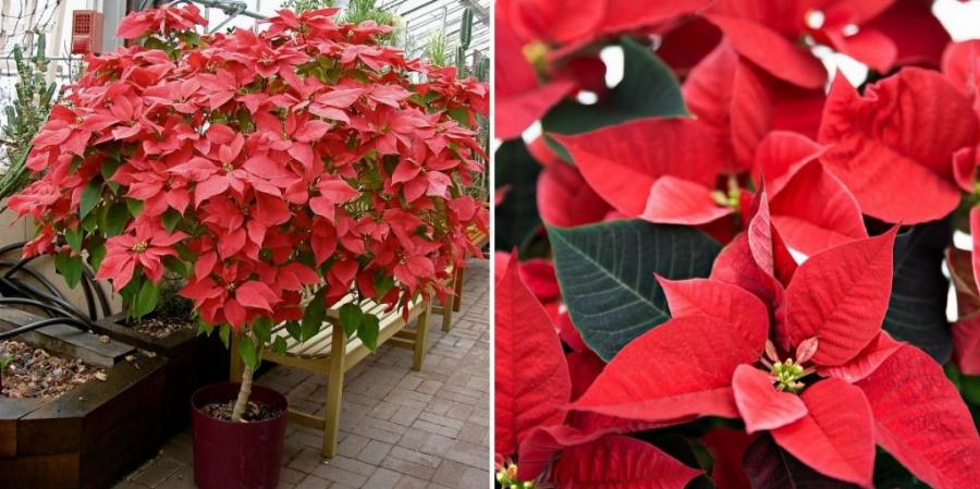 «Αλεξανδρινό: Ένα Δώρο στο Χριστό»: Μια συγκινητική ιστορία για το «λουλούδι των Χριστουγέννων»