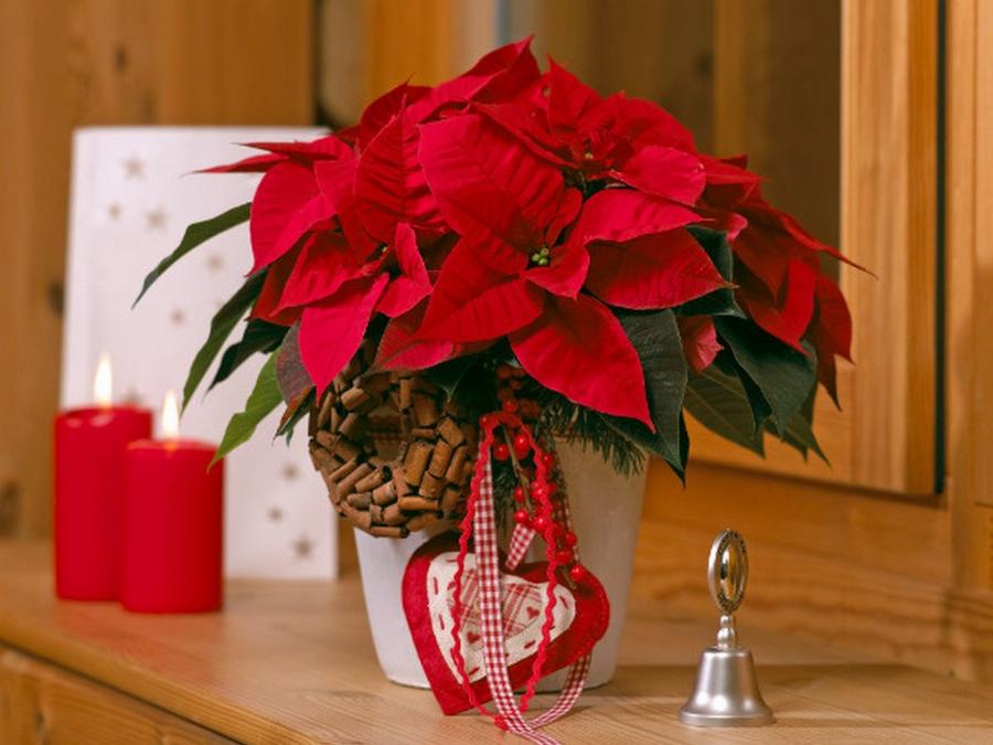 «Αλεξανδρινό: Ένα Δώρο στο Χριστό»: Μια συγκινητική ιστορία για το «λουλούδι των Χριστουγέννων»