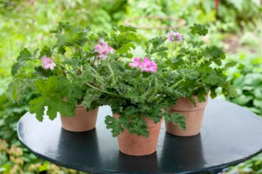 Αρμπαρόριζα: Ενδείκνυται για εκείνους που υποφέρουν από κατάθλιψη – Είναι επουλωτικό, διουρητικό και αντιδιαβητικό