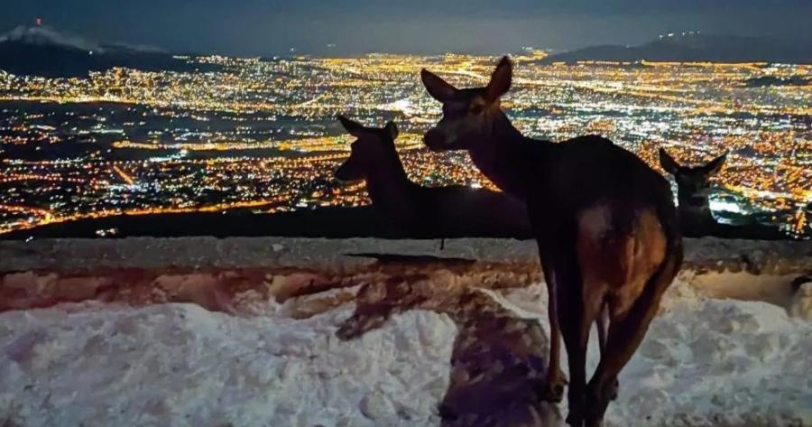 Ελάφι χαζεύει την φωτισμένη Αθήνα από τη χιονισμένη Πάρνηθα