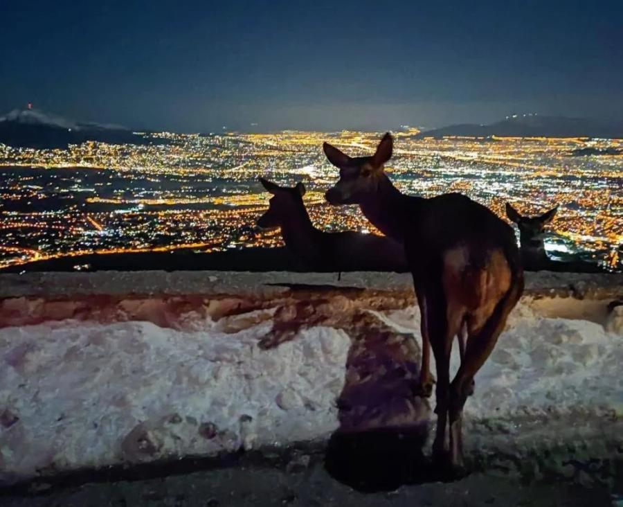 Ελάφι χαζεύει την φωτισμένη Αθήνα από τη χιονισμένη Πάρνηθα