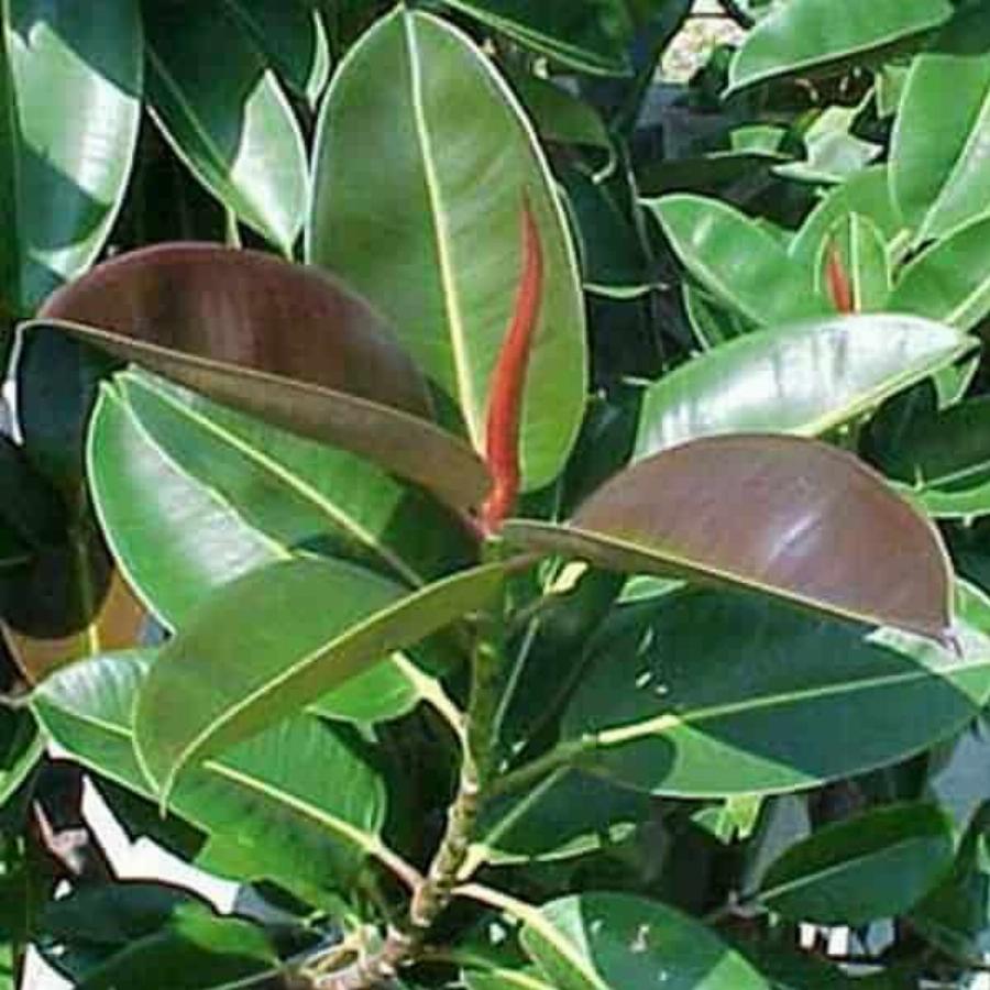 Παράγουν οξυγόνο και καθαρίζουν τις σκόνες και τις τοξίνες του αέρα – Tα φυτά – βόμβες οξυγόνου