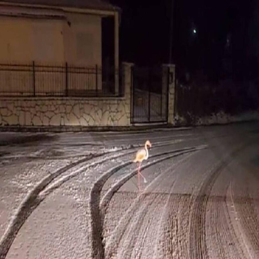 Φλαμίνγκο «έκοβε» βόλτες μέσα στο χιόνι στον Άγιο Νικόλαο Ευρυτανίας