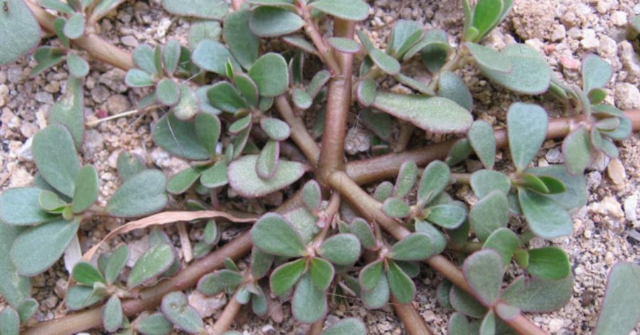 Γλυστρίδα ή Αντράκλα: Προστατεύει από τον καρκίνο, τις φλεγμονές και το εγκεφαλικό – Συμβάλλει στην πρόληψη αυτισμού