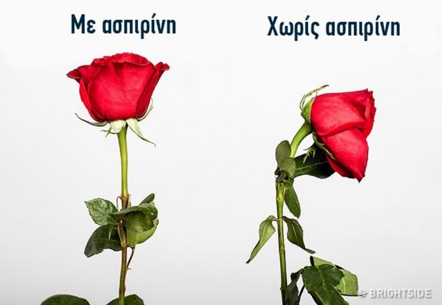 Τα μυστικά της γιαγιάς: 10 κόλπα από τις γιαγιάδες μας που ακόμη μπορούμε να εφαρμόσουμε