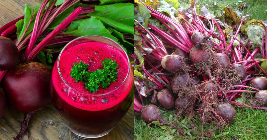 Παντζάρια: Ο τιτάνας της υγιεινής διατροφής, που επιβραδύνει την άνοια και οξυγονώνει τον εγκέφαλο