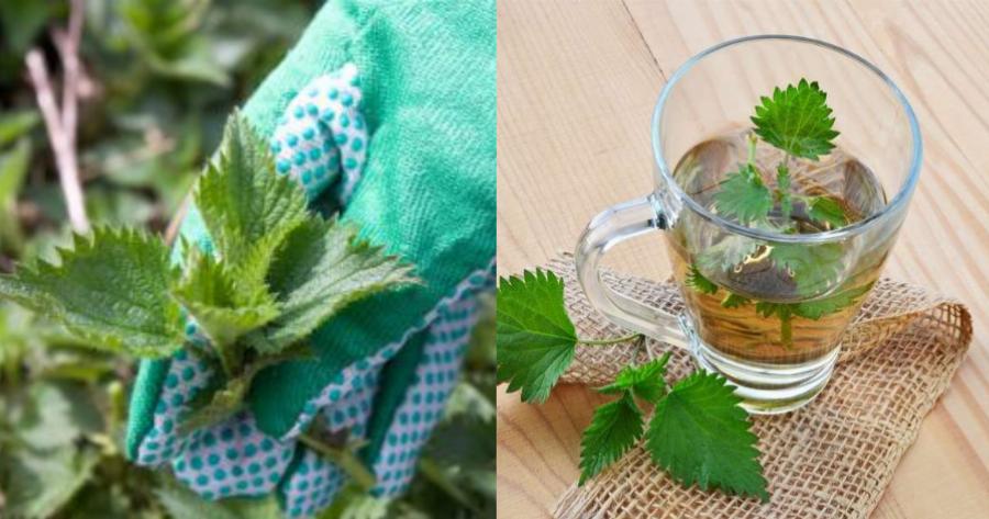 Τσουκνίδα: Οι ασθένειες που καταπολεμά, οι ευεργετικές της ιδιότητες και ο σωστός τρόπος κατανάλωσης