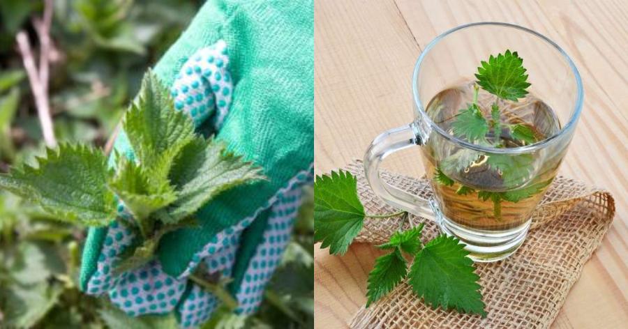 Τσουκνίδα: Οι ασθένειες που καταπολεμά, οι ευεργετικές της ιδιότητες και ο σωστός τρόπος κατανάλωσης