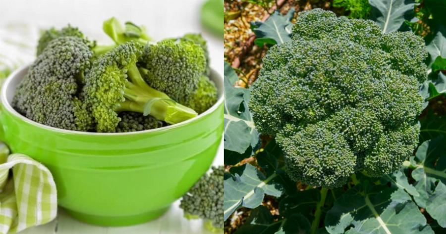 Μπρόκολο: Τα σημαντικά οφέλη στην υγεία, η θρεπτική αξία και ο κρυφός κίνδυνος