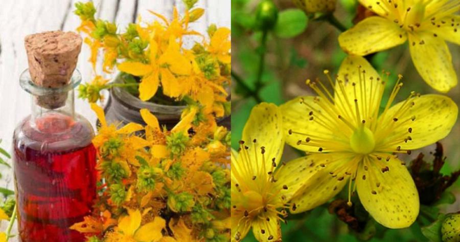 Σπαθόλαδο: Το φυσικό φάρμακο με τις πολλαπλές ιδιότητες