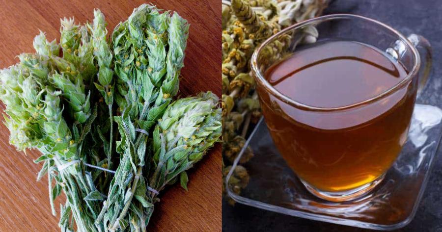 Τσάι του βουνού: Βοηθά στο κρυολόγημα και είναι ένα ευεργετικό ρόφημα για τον οργανισμό